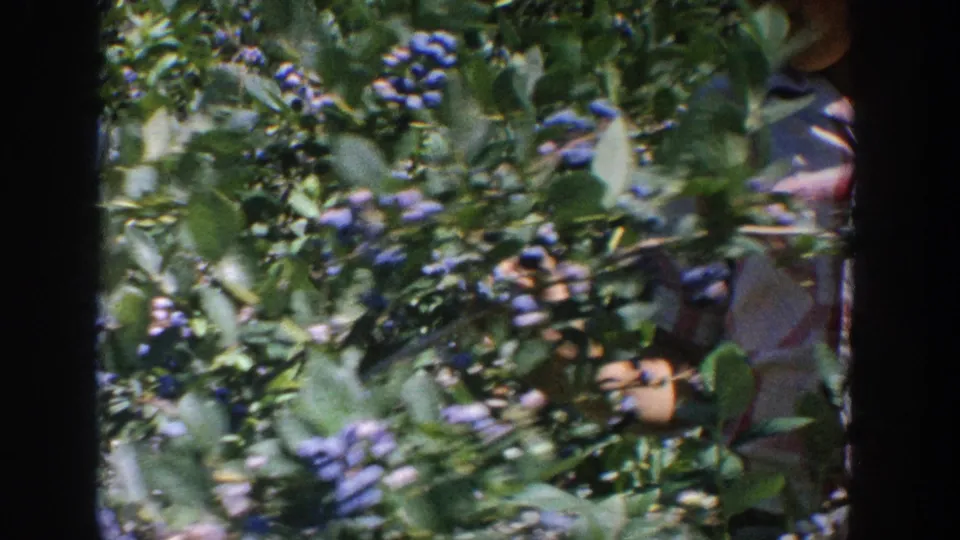 1964 Wisconsin 8mm frame of dense blueberry bushes with a partially obscured person standing among the plants.