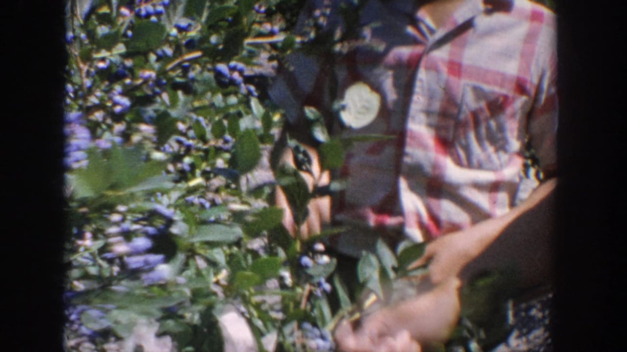 1964 Wisconsin home-movie frame showing pickers partly visible among blueberry bushes, including a red-and-white plaid shirt.
