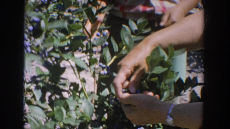 Close 1964 Wisconsin 8mm view of hands reaching into a blueberry bush to pick ripe berries.