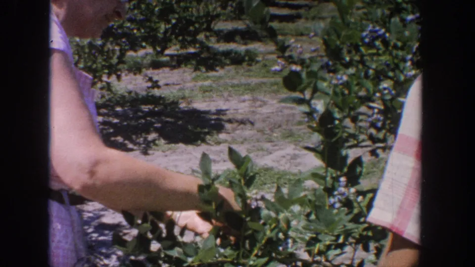 1964 Wisconsin home-movie frame with arms and summer clothing beside blueberry bushes and a sunlit field path.