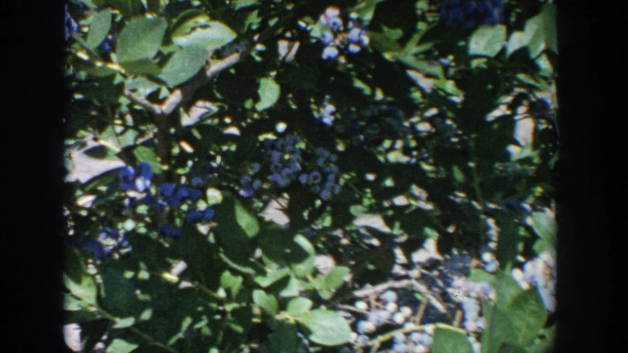 1964 Wisconsin 8mm frame showing sunlit blueberry branches with dense leaves and visible berry clusters.