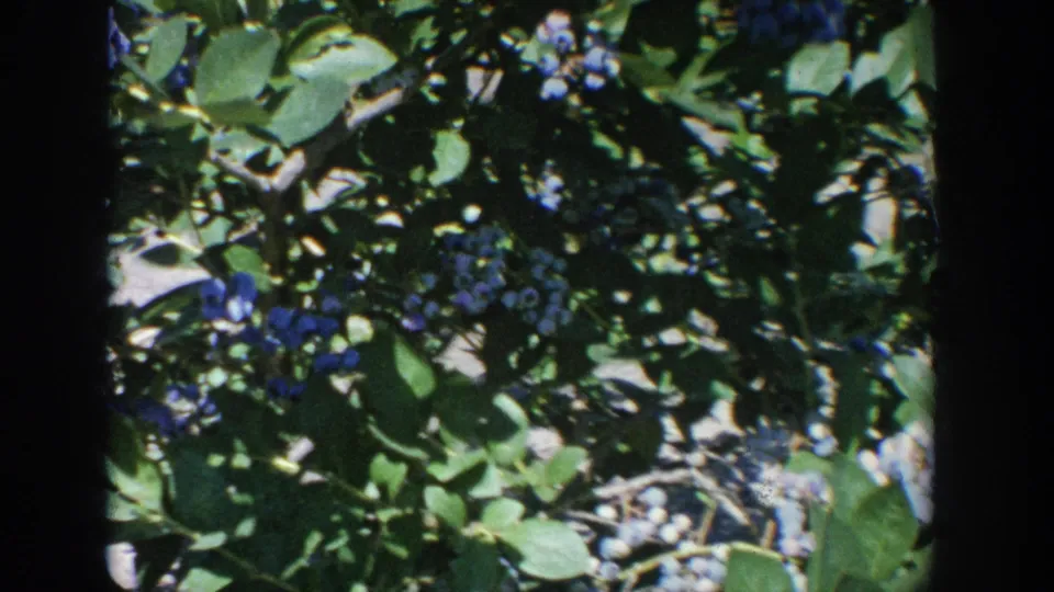 1964 Wisconsin 8mm frame showing sunlit blueberry branches with dense leaves and visible berry clusters.