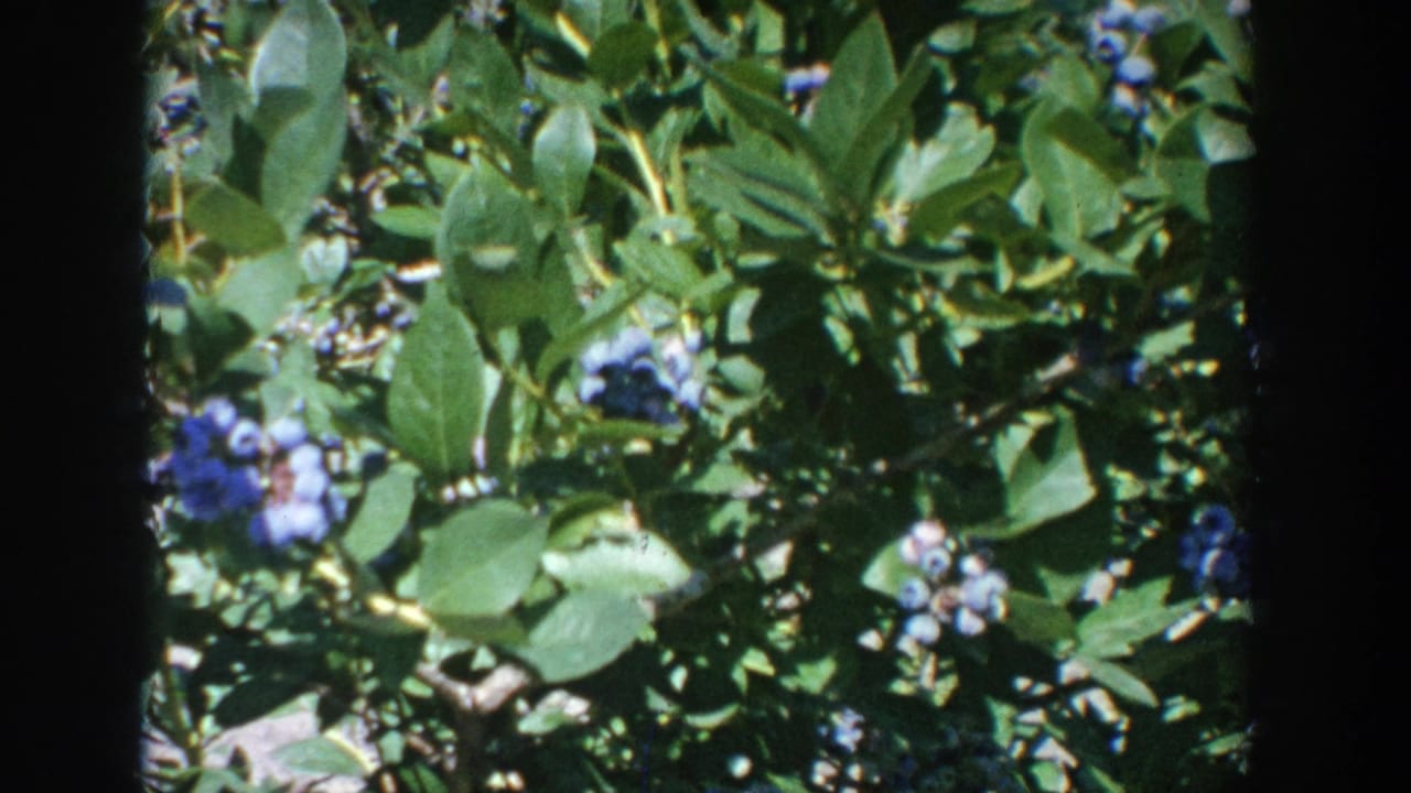 Sunlit 8mm close-up of blueberry foliage and berries, consistent with the Wisconsin farm setting in the clip metadata.