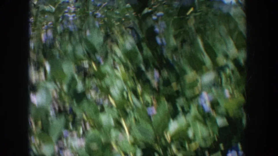 A moving 8mm view of blueberry plants, with leaves and berry shapes blurred by handheld motion.
