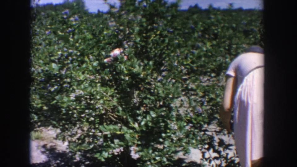 1964 Wisconsin home-movie frame showing a woman from behind beside blueberry bushes in a sunlit farm row.