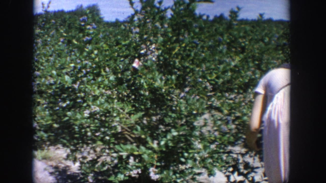 1964 Wisconsin 8mm frame showing a woman in a light dress bending among dense blueberry bushes in an open field.