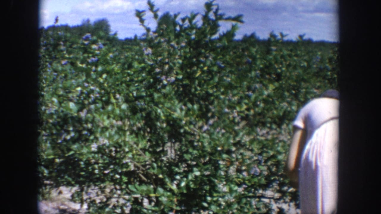 Rows of green blueberry bushes with the woman partly visible at the right edge.
