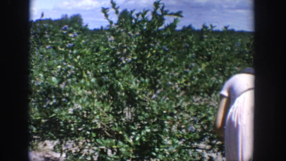 1964 Wisconsin home-movie frame with blueberry bushes filling the view and a woman in a light dress partly cropped at right.