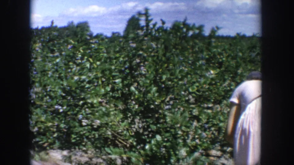 Handheld 8mm view of a Wisconsin blueberry field, with dense bushes and the picker partly visible along the right side.