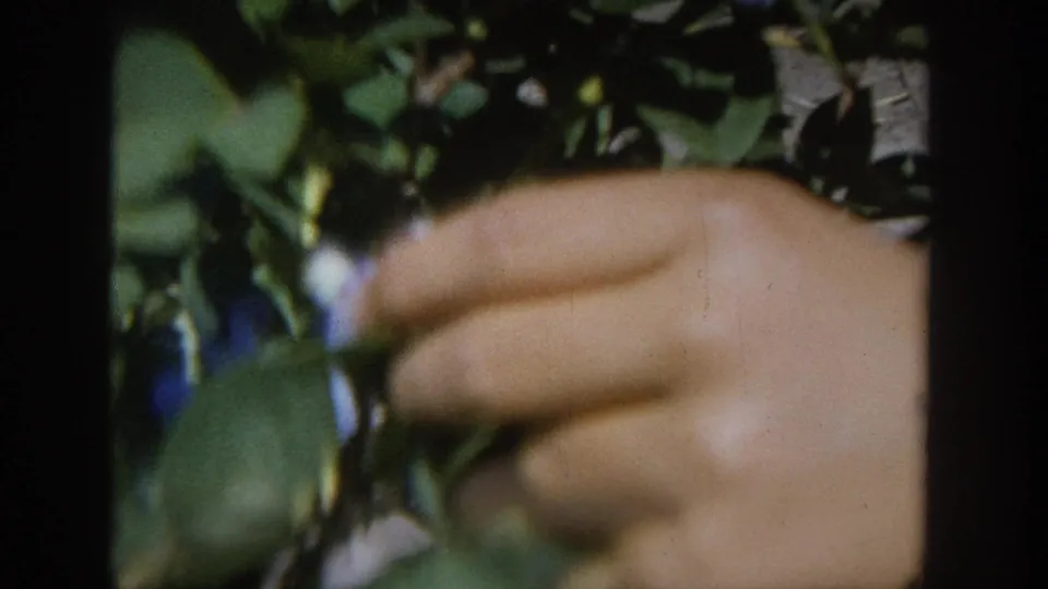 Close 1964 Wisconsin 8mm frame showing a hand among blueberry leaves, selecting fruit from the bush.