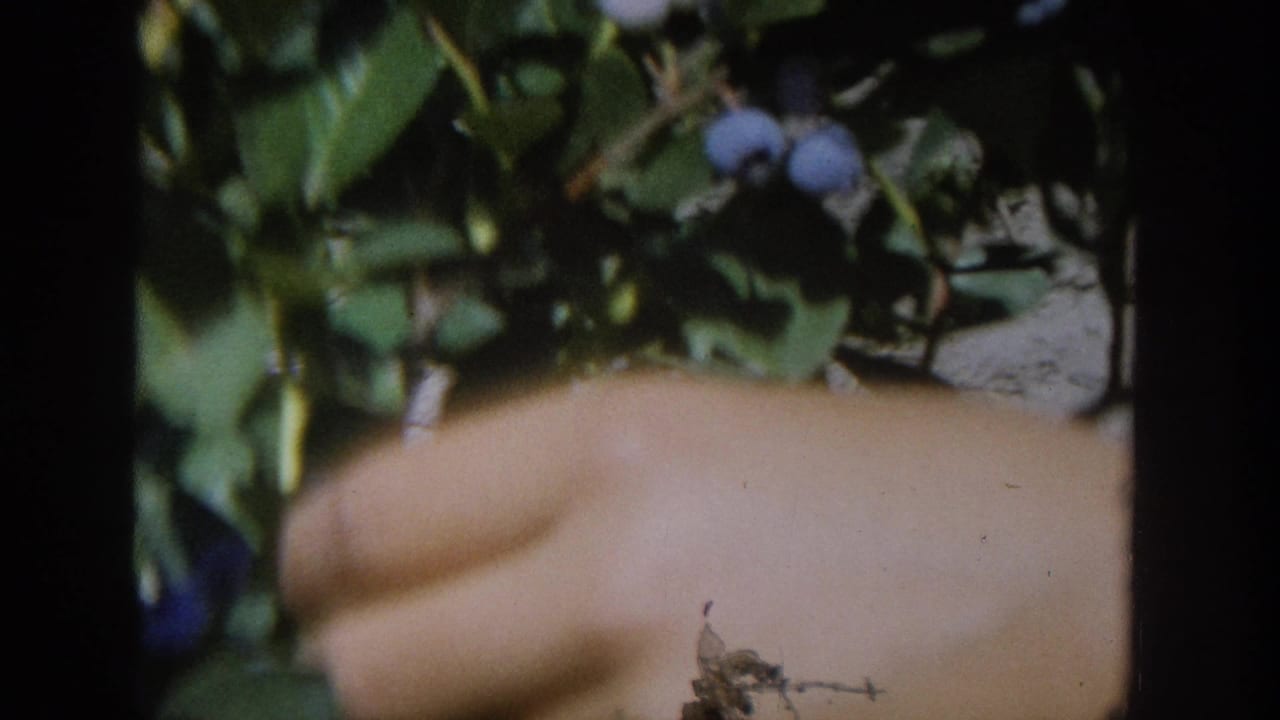 1964 Wisconsin 8mm home-movie frame showing a hand among green leaves and small blue berries during close-up picking.