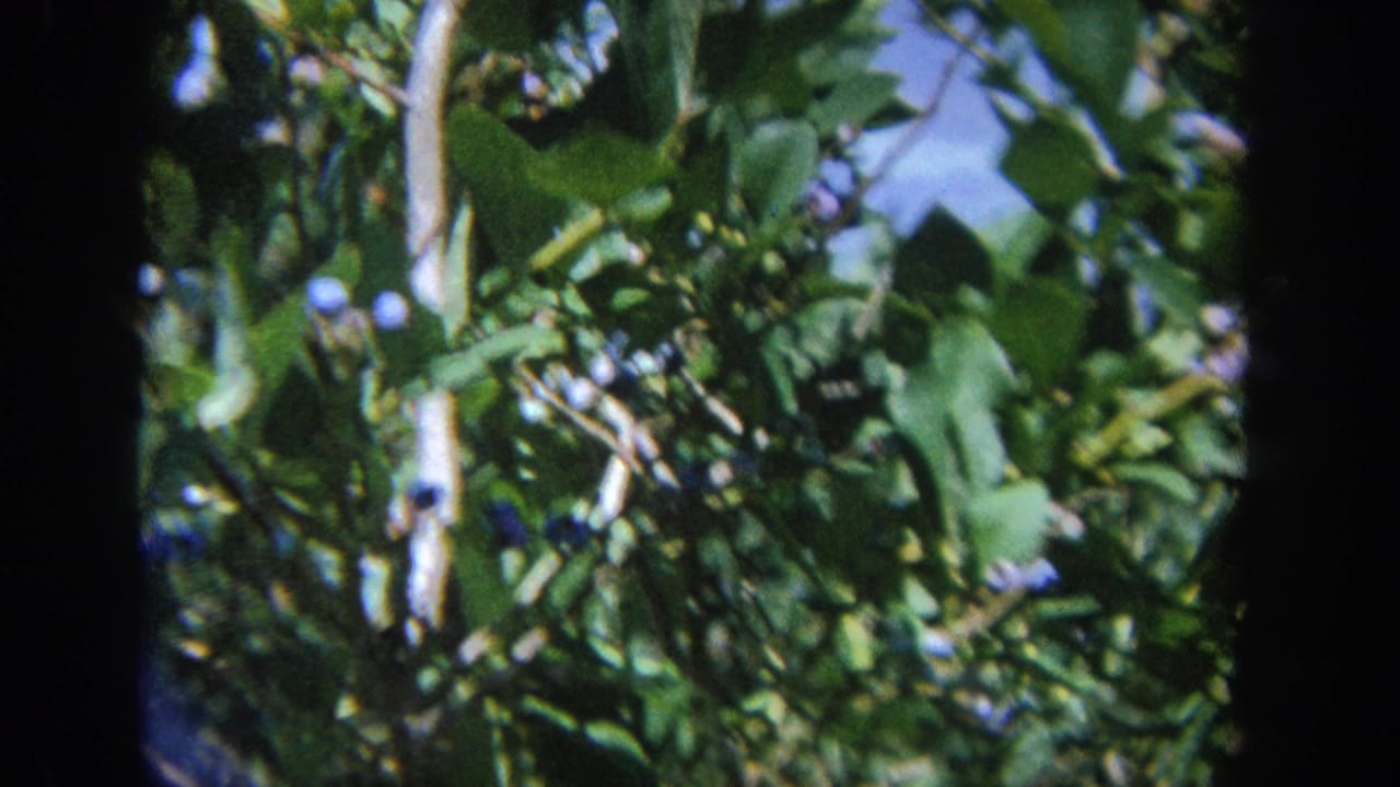 Leafy berry bush branches fill the frame with scattered small blue berries and sky beyond.