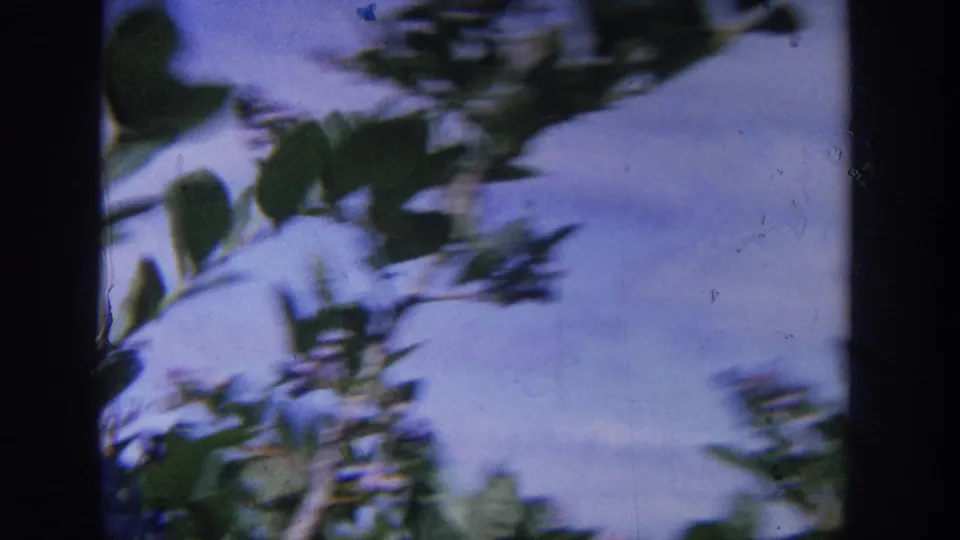 A 1964 Wisconsin 8mm frame with motion-blurred leaves and branches against blue sky during handheld filming near the berry bush.