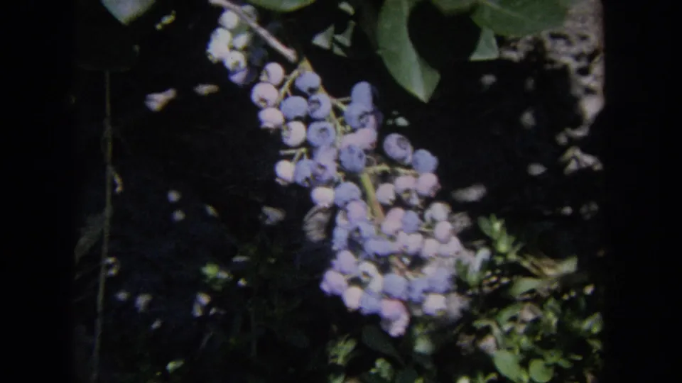 Close 1964 Wisconsin 8mm home-movie frame of clustered blue berries on a leafy bush with strong sun and shadow contrast.