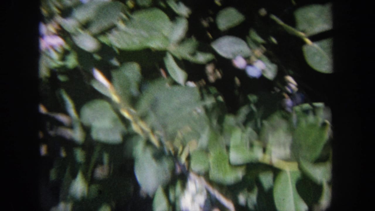 1964 Wisconsin 8mm close-up of a blueberry bush, with green leaves and small ripe berry clusters partly blurred by handheld motion.