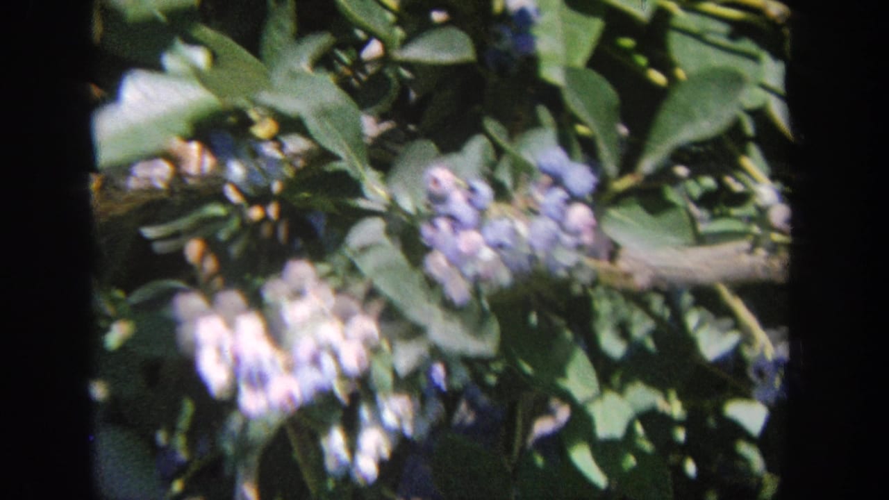 Blueberry clusters among green leaves, framed by dark 8mm film borders.