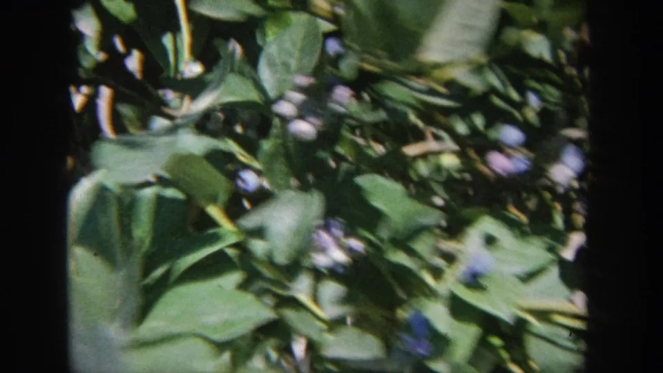 Handheld 1964 Wisconsin home-movie view of blueberry leaves and scattered ripe berries, with visible grain and shallow focus.