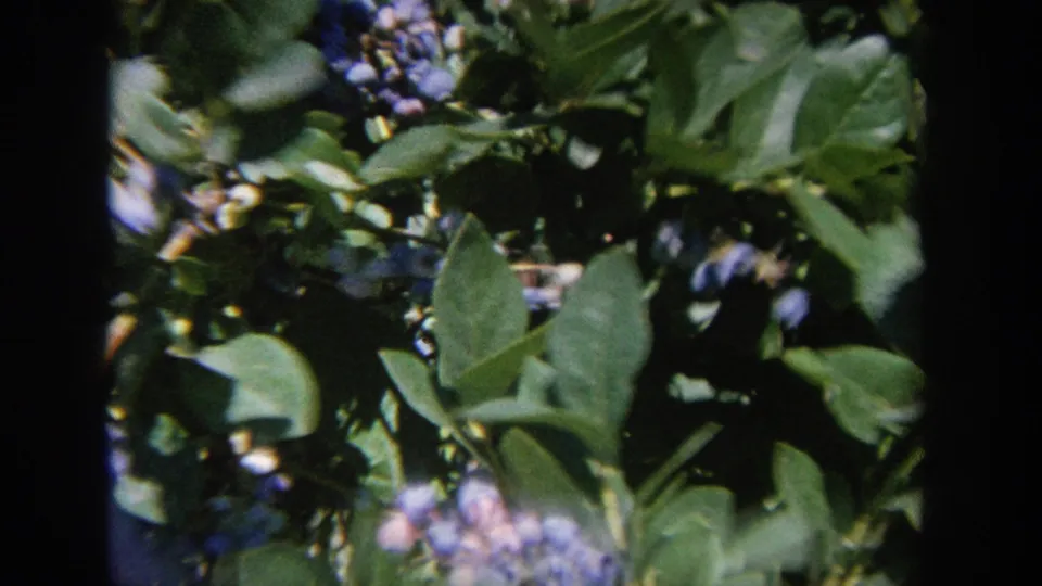 Final 8mm frame shows dense green blueberry foliage with blue-purple berries, dark frame edges, and soft archival color.