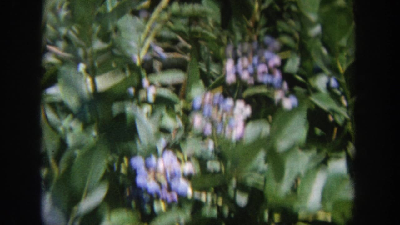 1964 Wisconsin 8mm frame showing leafy branches and blue berry clusters, with the peacock not clearly visible in this still.