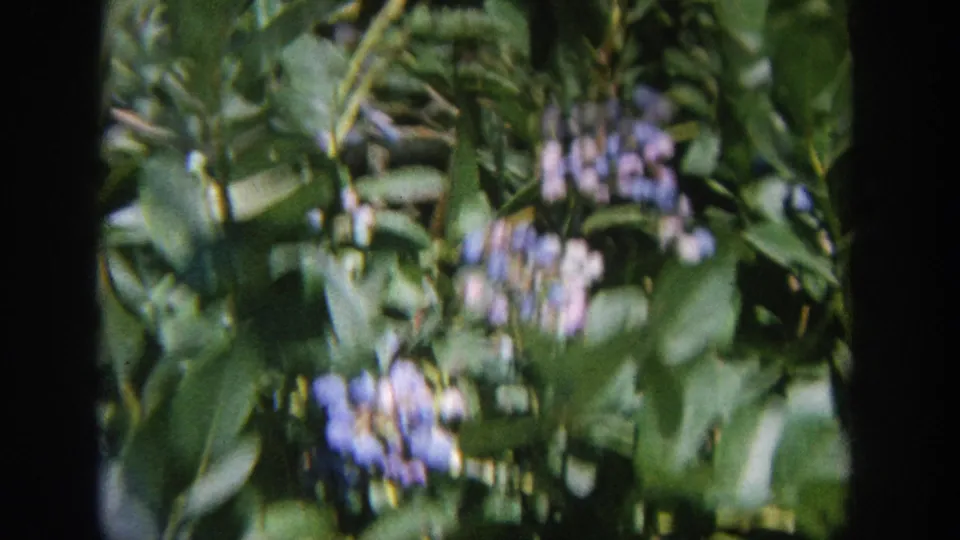 1964 Wisconsin 8mm frame showing leafy branches and blue berry clusters, with the peacock not clearly visible in this still.