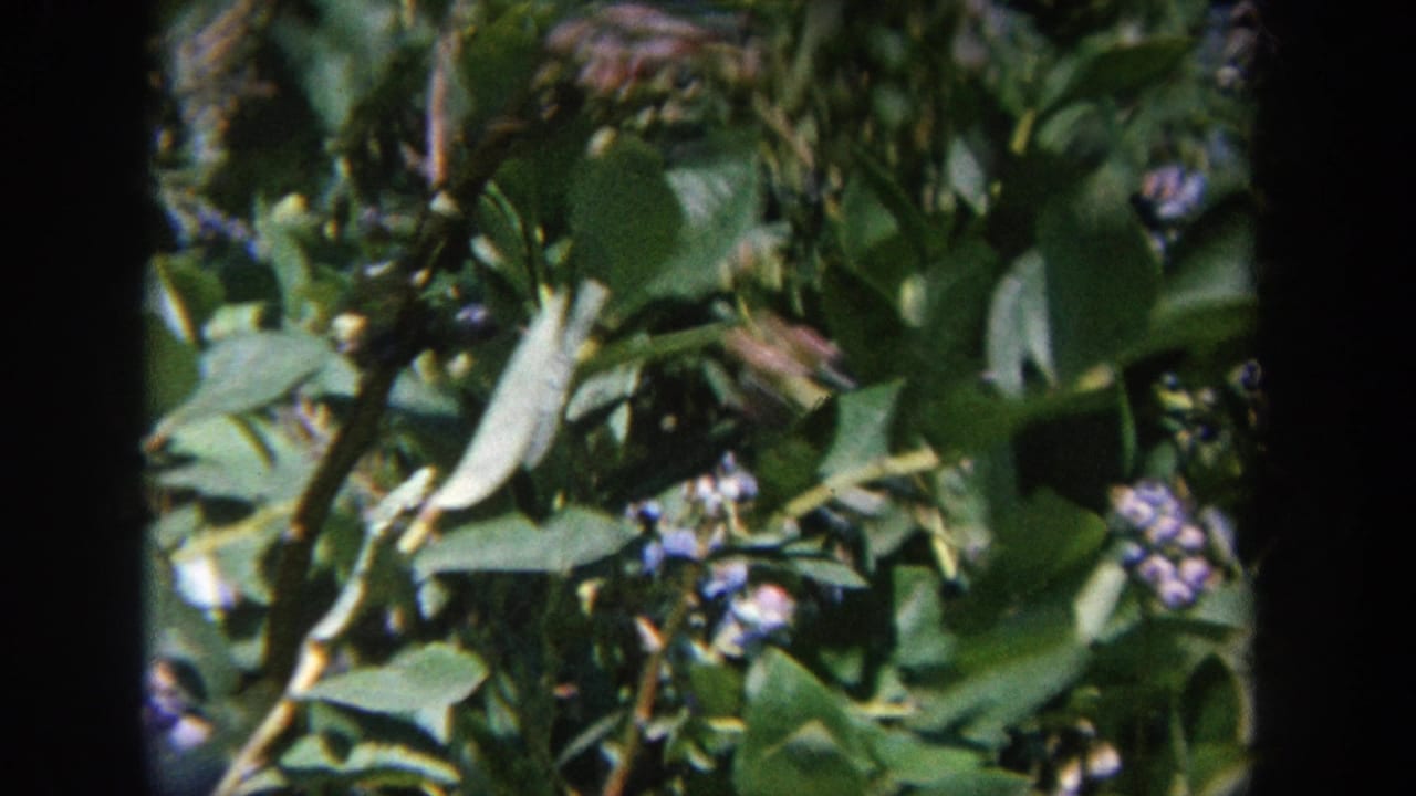 Dense leaves and blue berries beside a dark vertical film-scan shadow.