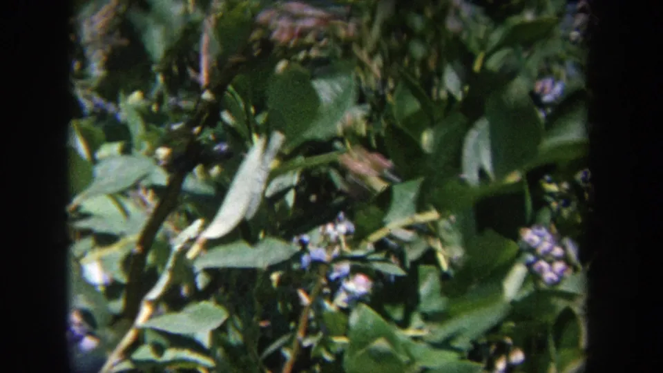 Leafy branches and small blue berries appear in a soft 8mm frame from the Wisconsin clip, with no people or signage visible.