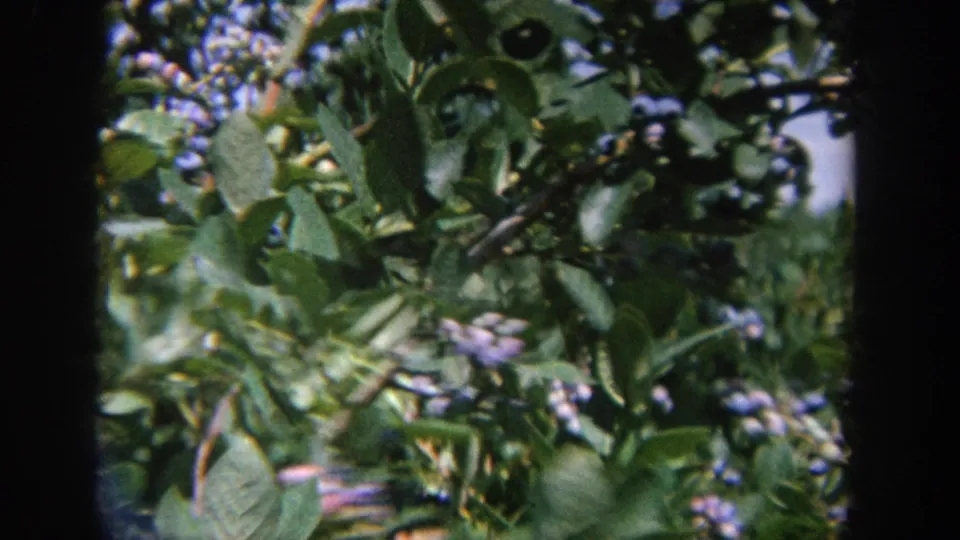 A closer 1964 Wisconsin frame shows foliage, berry clusters, and branches, while the featured bird remains obscured or outside the still.