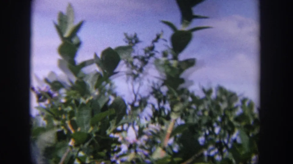 Soft 8mm frame with leafy stems, berry clusters, and pale sky, consistent with a handheld Wisconsin zoo-ground nature view.