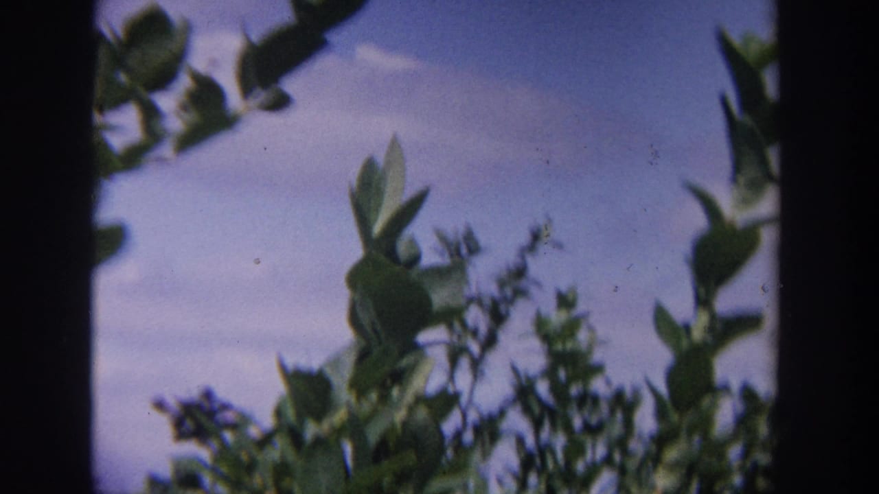 1964 Wisconsin 8mm frame showing leafy apple branches silhouetted partly against blue sky in a sunlit orchard.