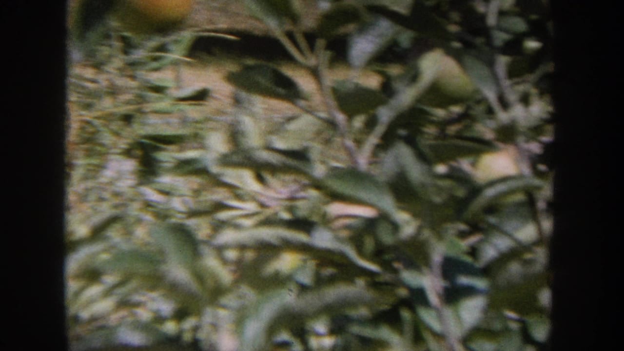 Close view of dense green apple tree foliage with branches filling the frame.