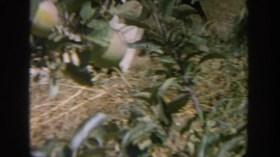 1964 Wisconsin 8mm frame showing apple branches with pale fruit, leaves, and grassy orchard ground beneath.