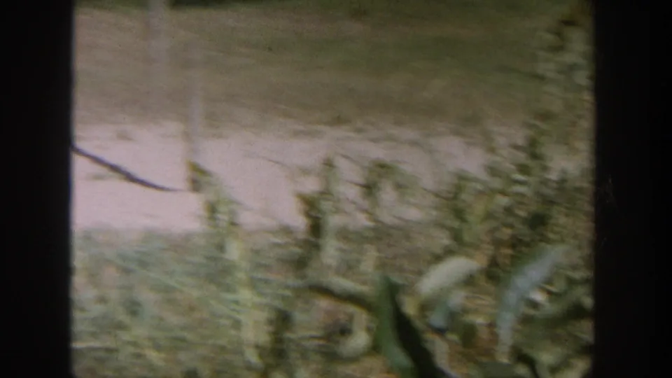 1964 Wisconsin 8mm frame with blurred apple tree foliage and a pale ground or path area in the background.