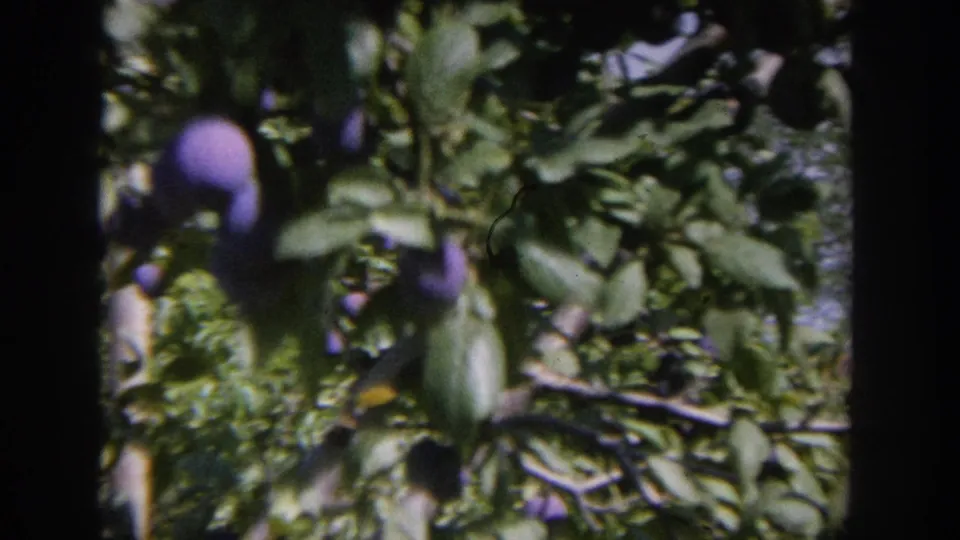 Close 1964 Wisconsin 8mm view of purple plums clustered among green leaves in a backyard fruit tree.