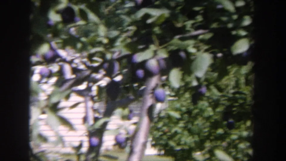 1964 Wisconsin backyard frame showing plum tree branches with purple fruit and a light house exterior in the background.