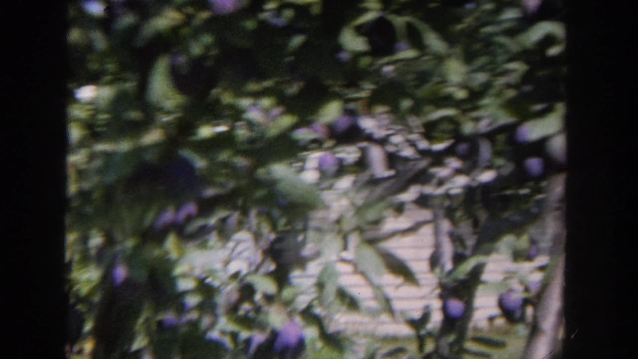 1964 Wisconsin 8mm frame showing purple plums clustered among dense green leaves in a backyard fruit tree.