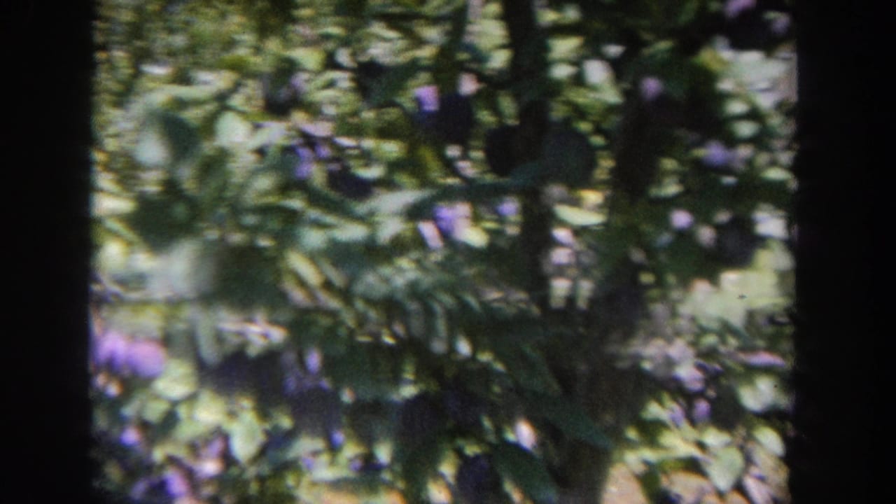 1964 Wisconsin home-movie frame looking through a plum tree, with fruit, leaves, and a dark trunk dividing the view.
