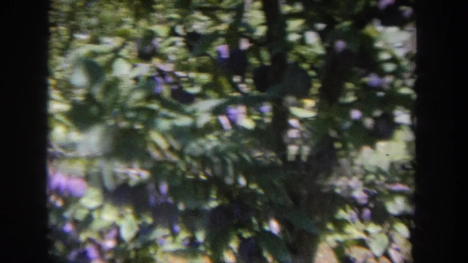 1964 Wisconsin home-movie frame looking through a plum tree, with fruit, leaves, and a dark trunk dividing the view.