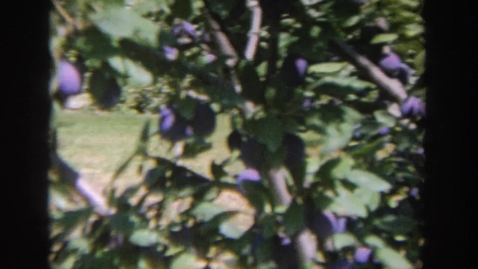 1964 Wisconsin 8mm frame showing low-hanging purple plums, leafy branches, and a grassy yard beyond.