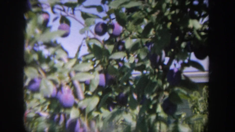 1964 Wisconsin home-movie frame of plum-tree foliage, with fruit in front of blue sky and a pale background building.