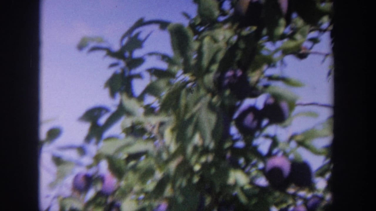 1964 Wisconsin 8mm frame showing purple plums hanging from leafy branches against a clear blue sky.