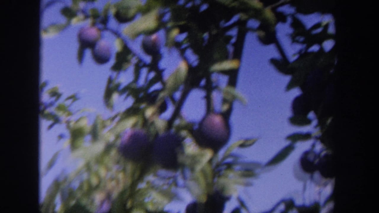 Metadata-supported 1964 Wisconsin home-movie frame of ripe plums on branches, filmed in soft 8mm focus.