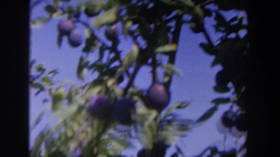 Metadata-supported 1964 Wisconsin home-movie frame of ripe plums on branches, filmed in soft 8mm focus.
