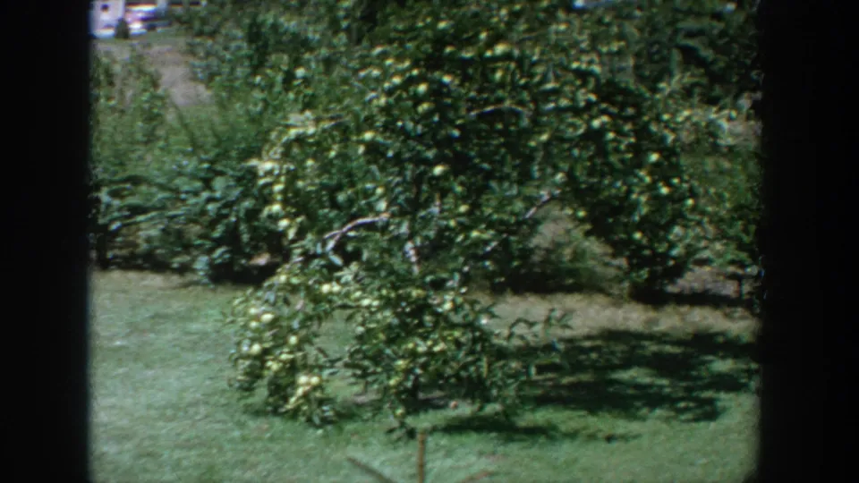 The camera frames the green bush and lawn, with dense foliage and a small glimpse of a distant driveway or road.