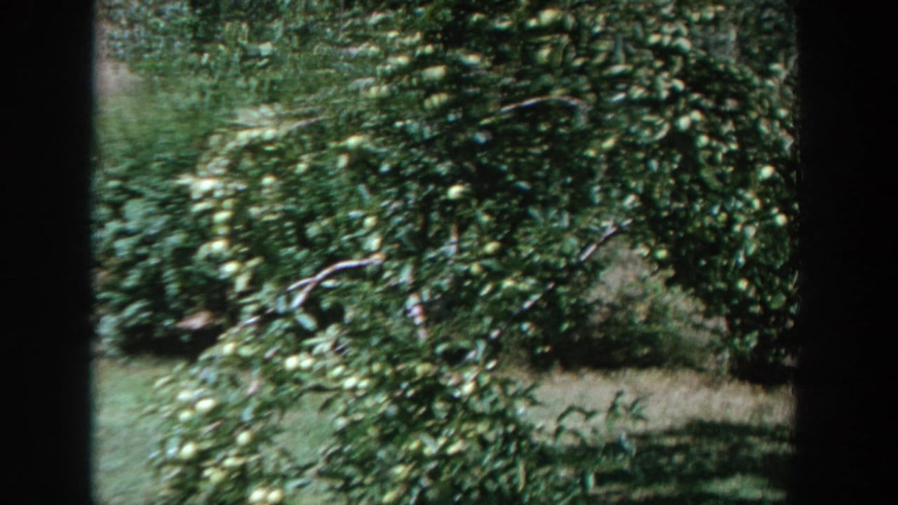 1964 Wisconsin home-movie frame showing a dense fruit tree with green fruit in a bright backyard.