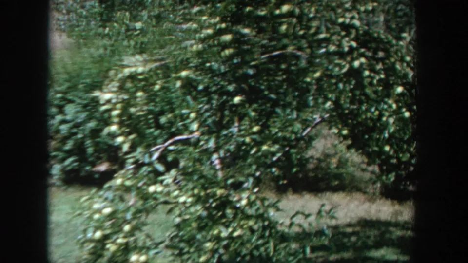 1964 Wisconsin home-movie frame showing a dense fruit tree with green fruit in a bright backyard.