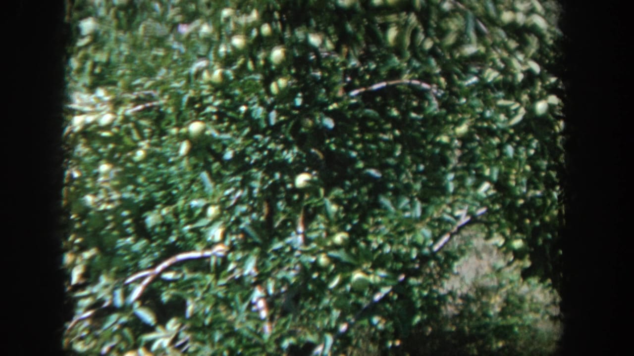 Close view of leafy branches and green fruit on a tree.