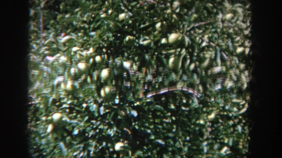 Fruit-heavy branches dominate the frame, with a sunlit lawn visible behind the foliage.
