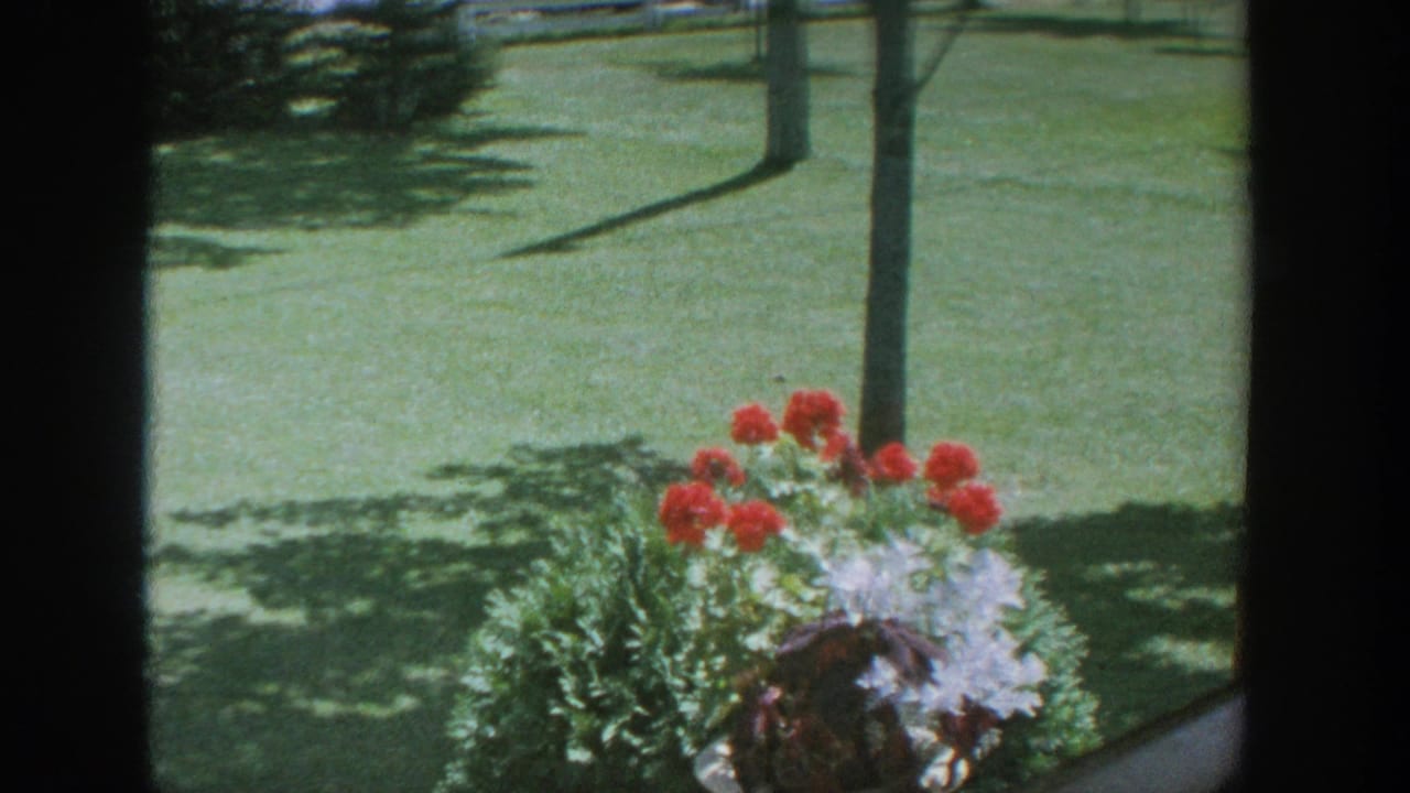 1964 Wisconsin home-movie view through a window toward a sunlit backyard lawn and red-and-white garden flowers.