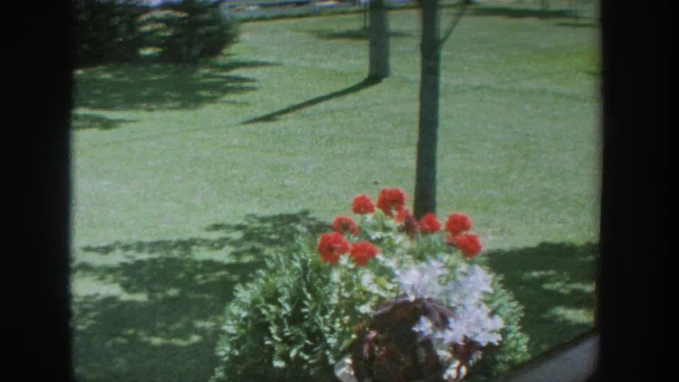 1964 Wisconsin home-movie view through a window toward a sunlit backyard lawn and red-and-white garden flowers.