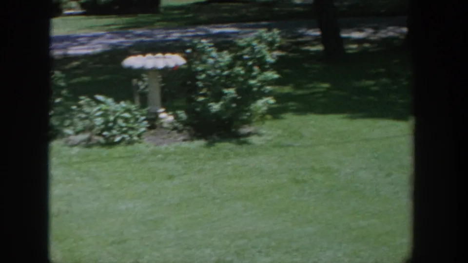 1964 Wisconsin backyard view of a white bird bath surrounded by shrubs on a sunlit lawn.
